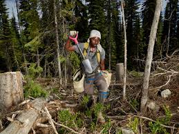 Tree Planter